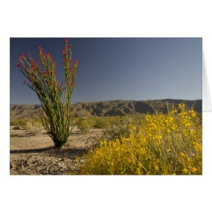 Cartão Ocotillo e Desert Senna