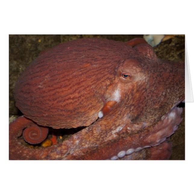 Cartão Octopus gigante do Pacífico Norte (Frente Horizontal)