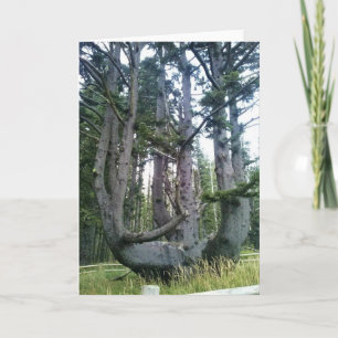 Cartão Octopus Tree, Cape Meares, Oregon