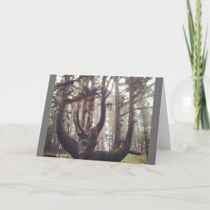Cartão Octopus Tree, Cape Meares, Oregon