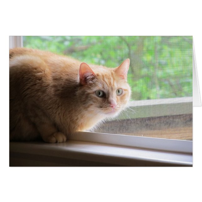 Cartão Odie Orange Cat (Frente horizontal)