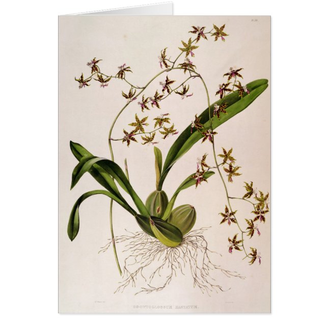 Cartão Odontoglossum Hastatum (Frente)