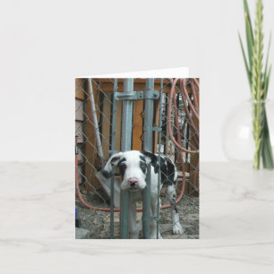 Cartão "Oh Cash!" Grande Dane Puppy