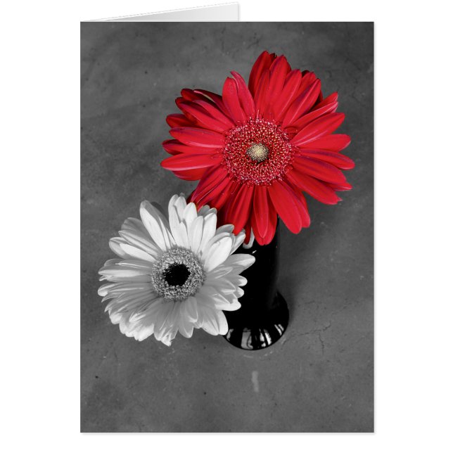 Cartão Olá Red Color Splash Gerber Daisy Foto (Frente)