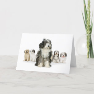 Cartão Old English Sheepdog Greeting Cards