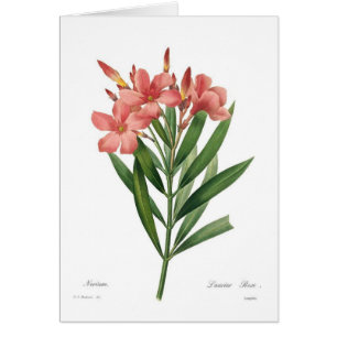 Cartão Oleander