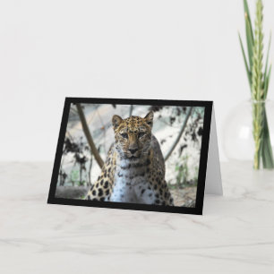 Cartão Olhar de Leopardo