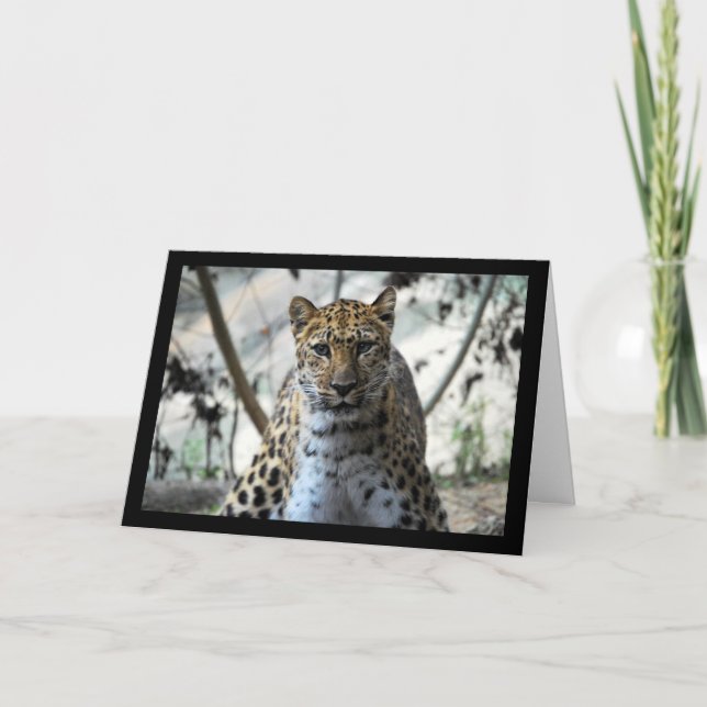 Cartão Olhar de Leopardo (Frente)