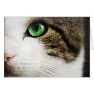 Cartão Olho de gato