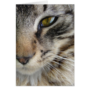 Cartão Olho de Maine Coon Cat