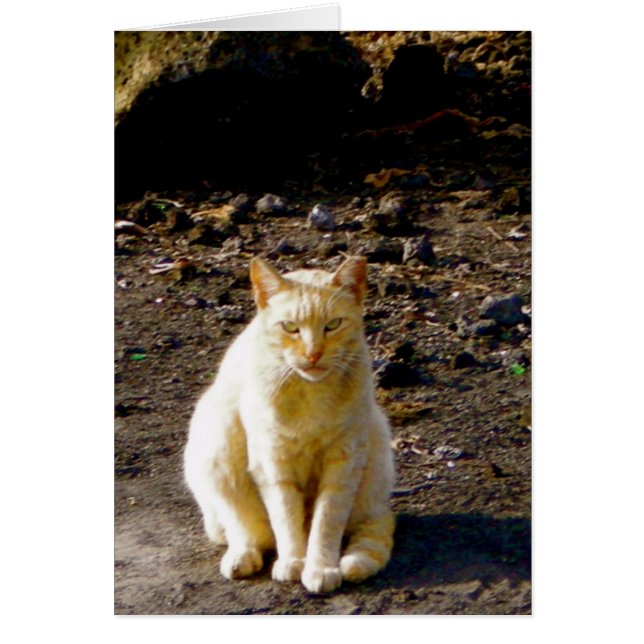 Cartão Olho De Pele De Gato Engraçado (Frente)