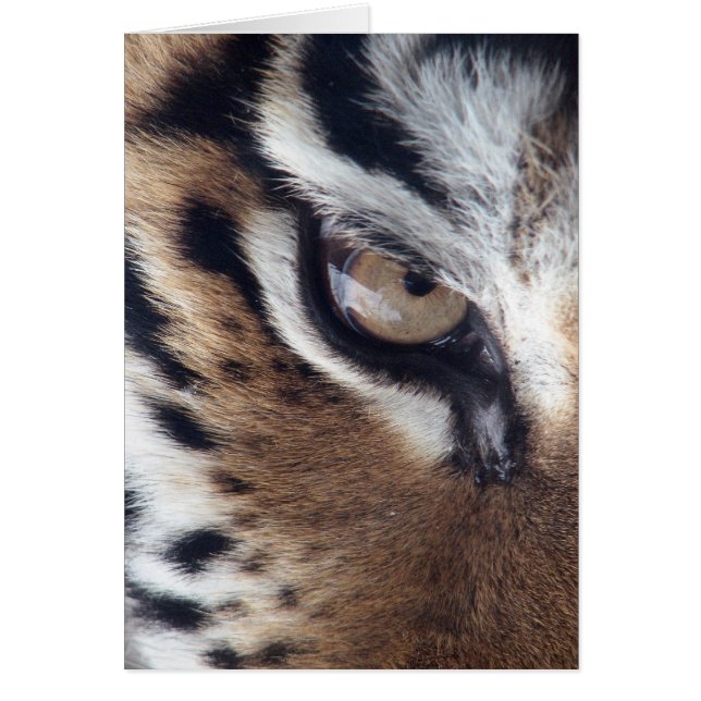 Cartão Olho de um Tigre (Frente)