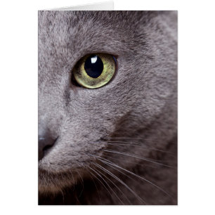 Cartão Olho Gato