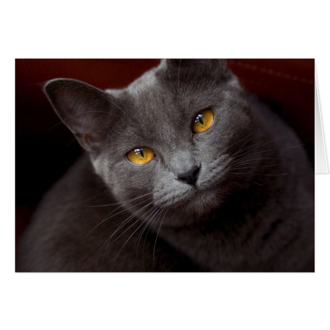 Cartão Olhos adoráveis (Frente horizontal)