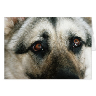 Cartão Olhos ascendentes próximos do Aussie