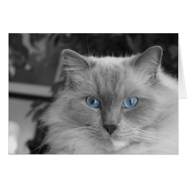 Cartão Olhos azuis (Frente Horizontal)