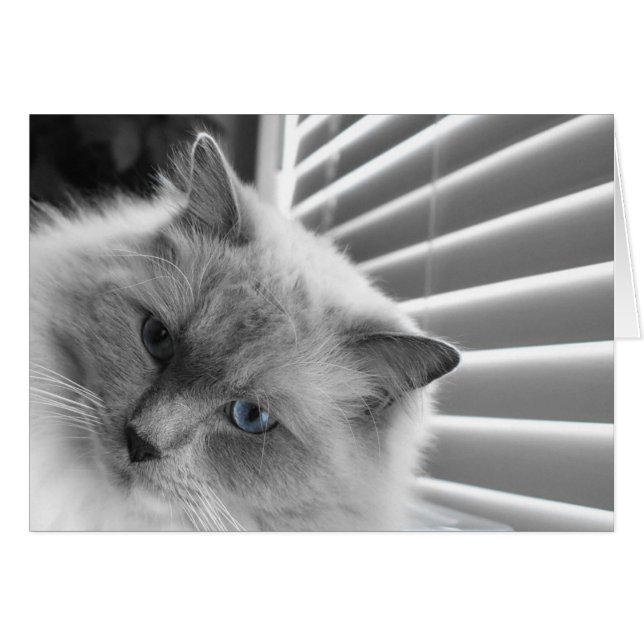 Cartão Olhos Azuis (Frente Horizontal)