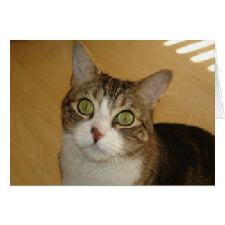 Cartão Olhos de gato