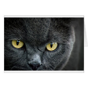 Cartão Olhos de Gato Assustadores
