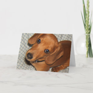 Cartão Olhos do filhote de cachorro do animal de