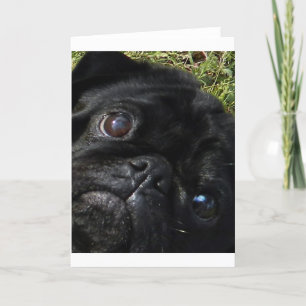 Cartão olhos do preto-pug