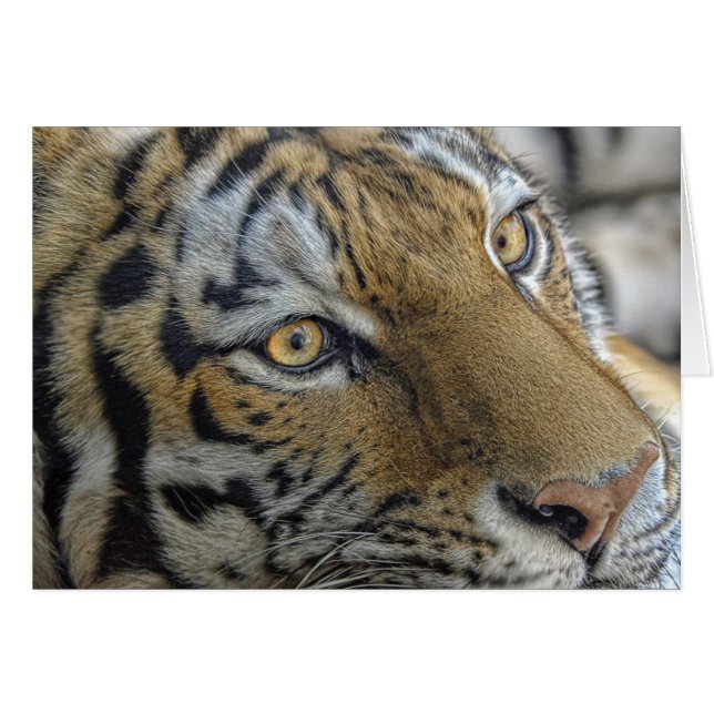 Cartão Olhos do tigre (Frente Horizontal)
