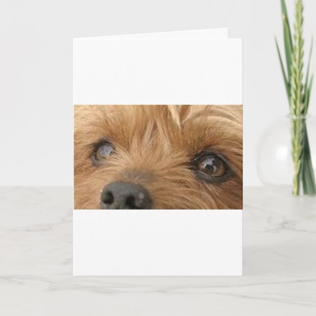 Cartão olhos do yorkie (Frente)