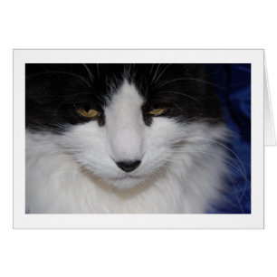 Cartão Olhos escuros de gato