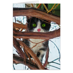 Cartão Olhos Verdes