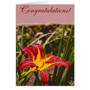 Cartão Ontem Lily Depois Da Chuva