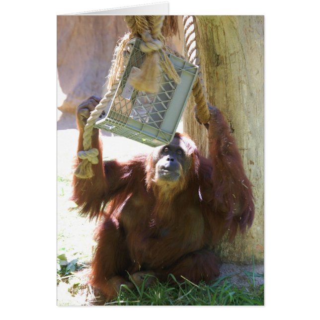 Cartão oook (Frente)