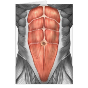 Cartão Opinião do Fim-Acima dos músculos abdominais