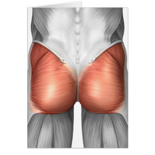 Cartão Opinião do Fim-Acima dos músculos Gluteal humano