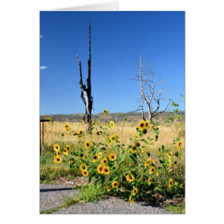 Cartão Opinião do Mesa Verde