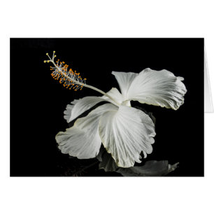 Cartão Opinião lateral da flor branca do hibiscus