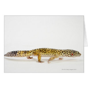 Cartão Opinião lateral o lagarto do geco do leopardo