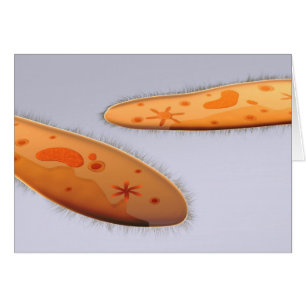 Cartão Opinião microscópica o Paramecium 4