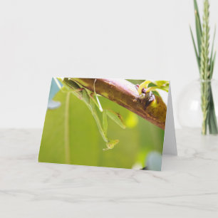 Cartão Oração à saudação de Mantis