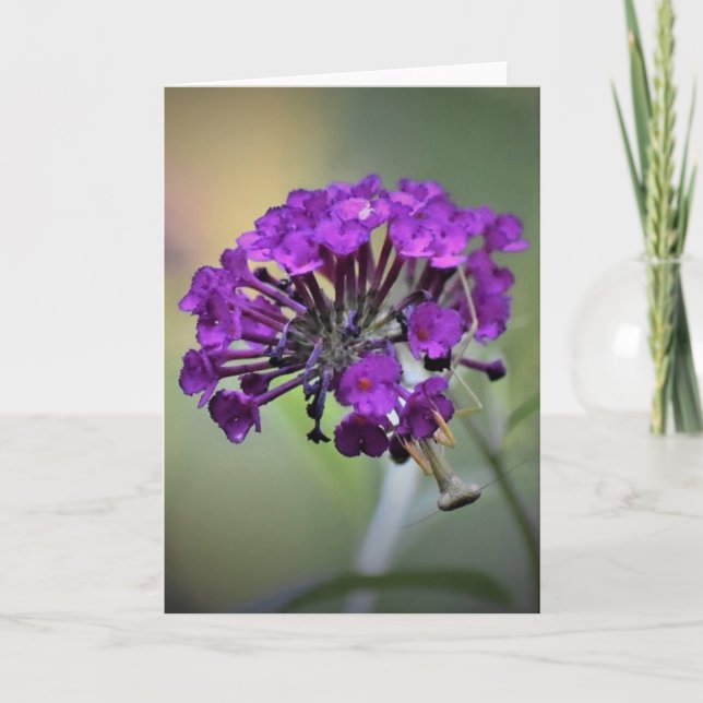 Cartão Orando Mantis, carta (Frente)