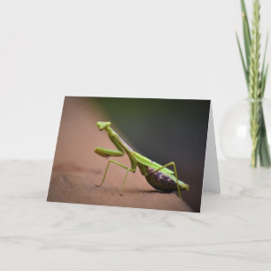 Cartão Orando Mantis, carta