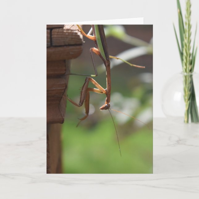 Cartão Orando Mantis, carta (Frente)