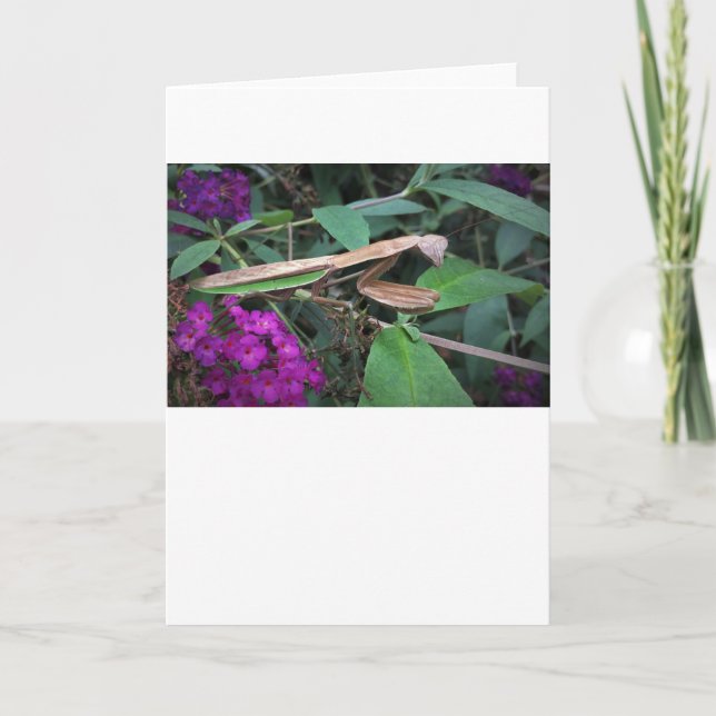 Cartão Orando Mantis, carta (Frente)