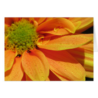 Cartão Orange Beauty