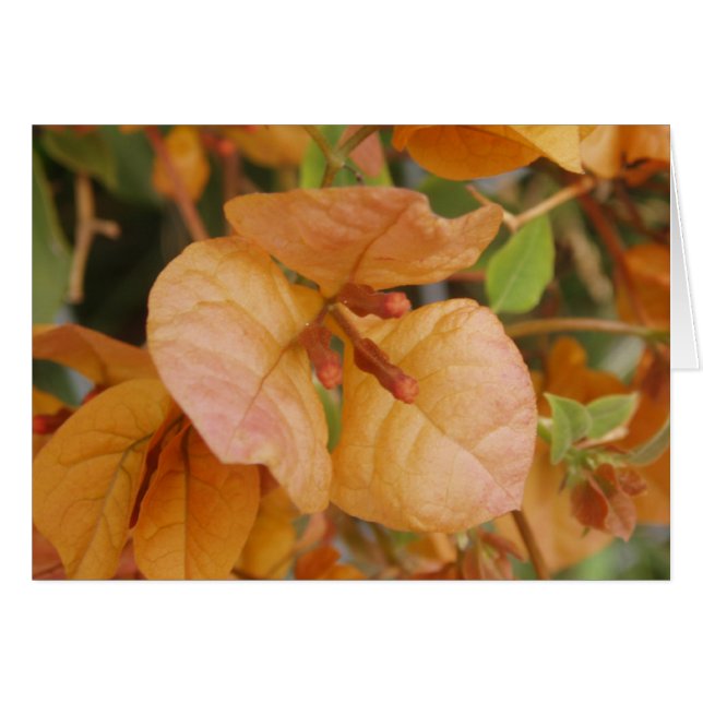 Cartão Orange Bougainvillea (Frente Horizontal)