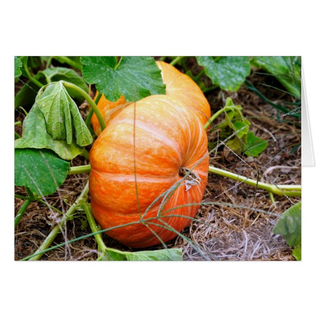 Cartão Orange Cinderella Pumpkin (Frente Horizontal)