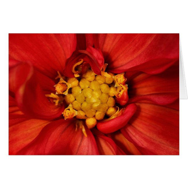 Cartão Orange Dahlia Flower (Frente horizontal)