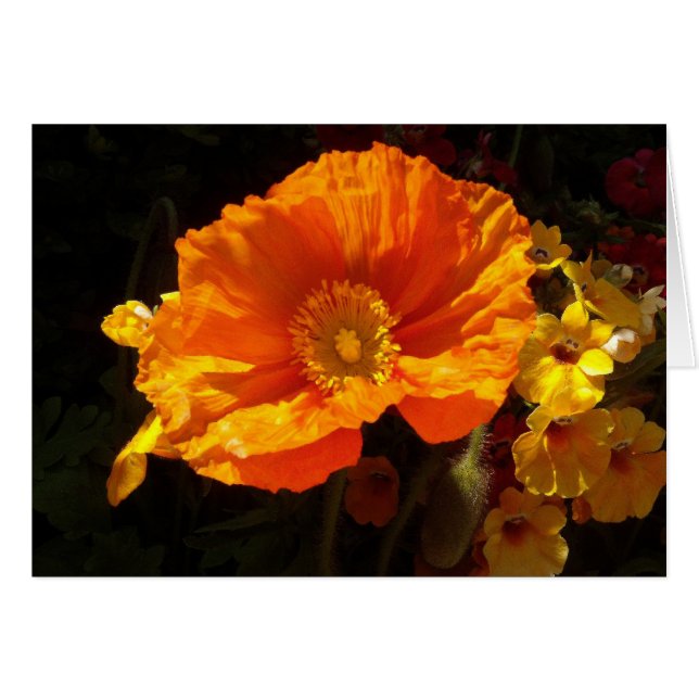 Cartão Orange Poppy (Frente Horizontal)