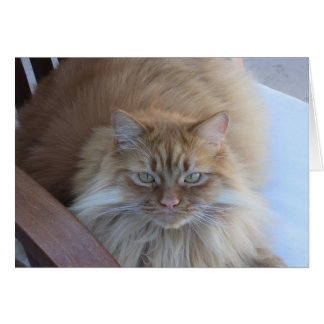Cartão Orange Tabby
