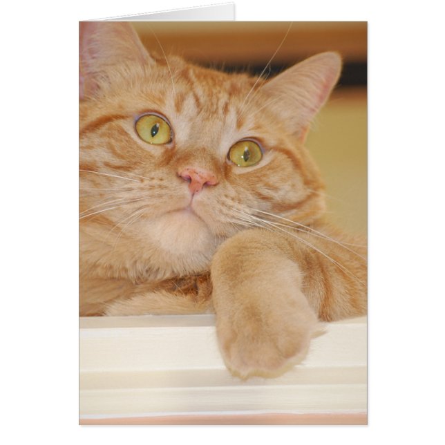 Cartão Orange Tabby Cat (Frente)