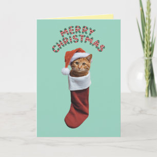 Cartão Orange Tabby Christmas Stocks